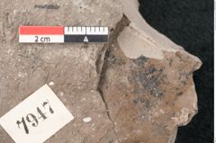 Foto (Detailansicht) von Taxodium distichum miocenicum Heer (NHMW-GEO-2024-0188-7947)